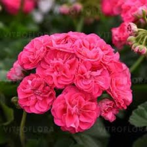 Пеларгония Pelargonia Rosalinda